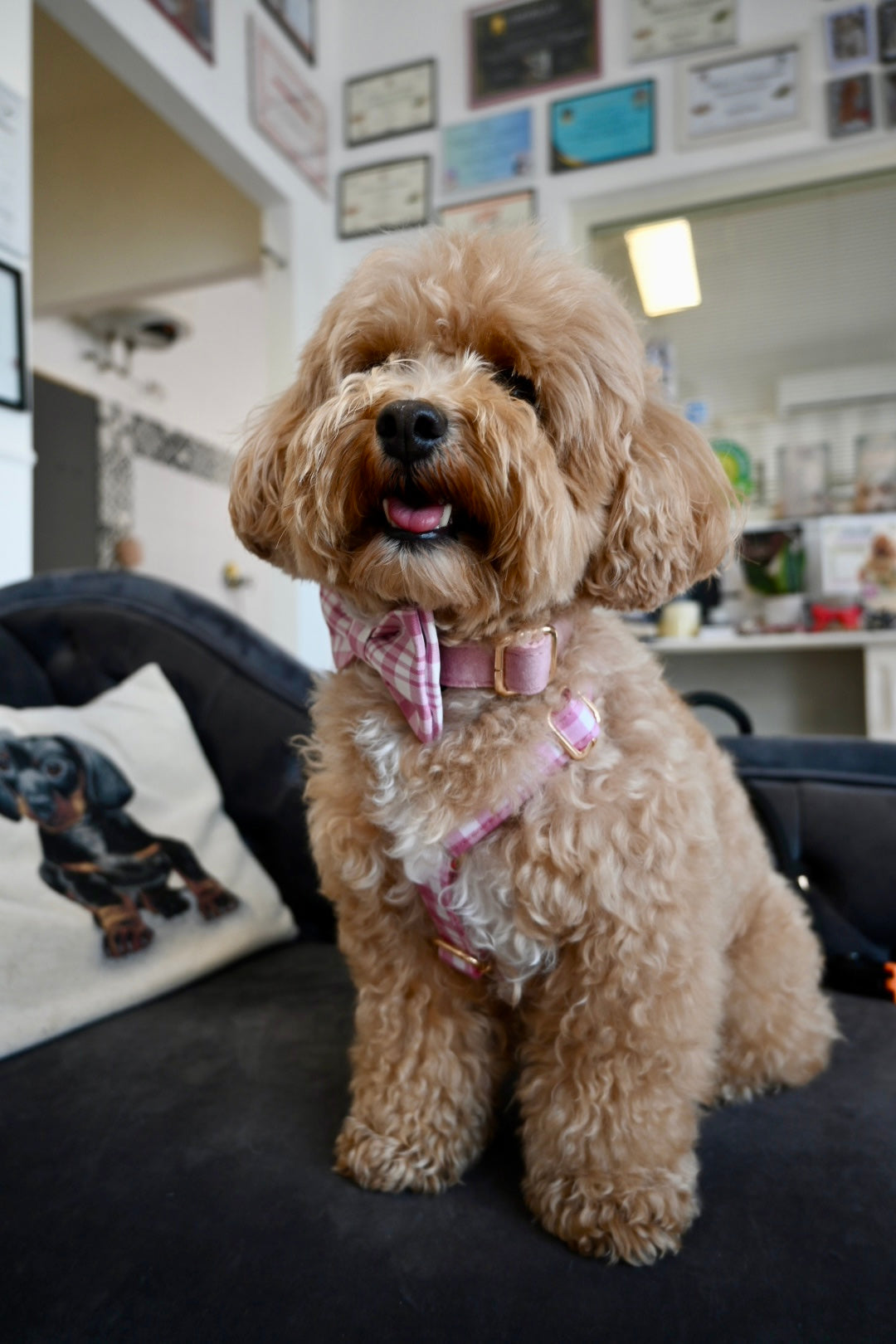 Quali sono i difetti del Maltipoo? La guida sincera (ma con amore)