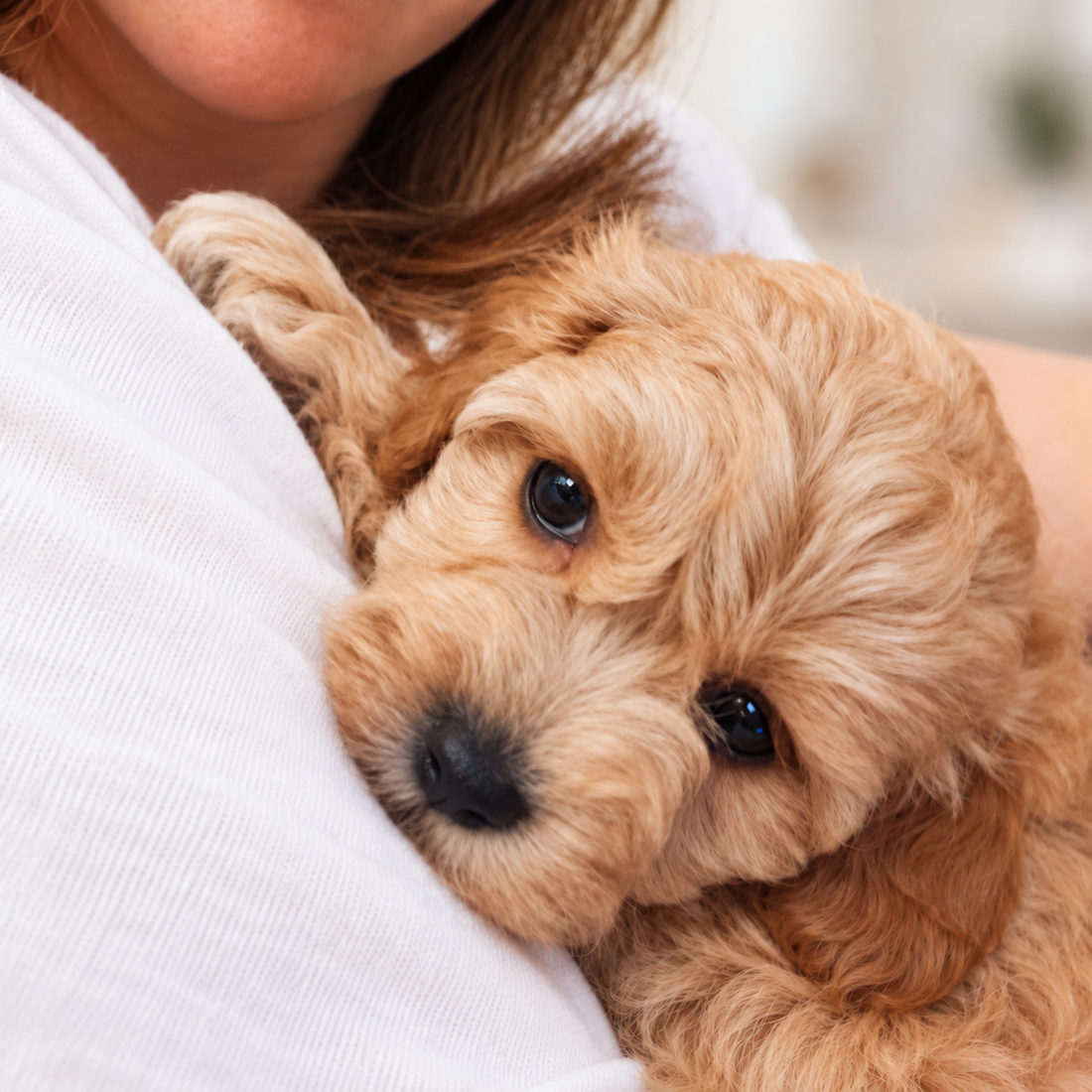 Migliori cani da appartamento: ecco le 10 razze più adatte