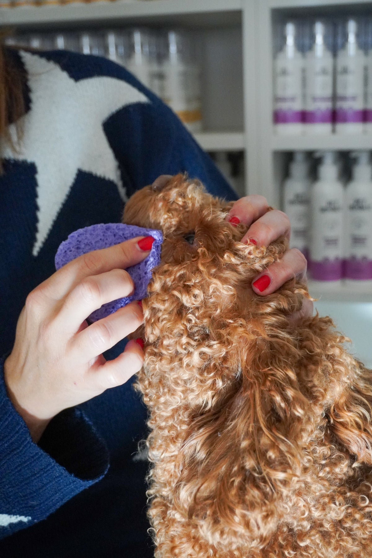 Lacrimazione eccessiva del cane: cause, rimedi e alimentazione