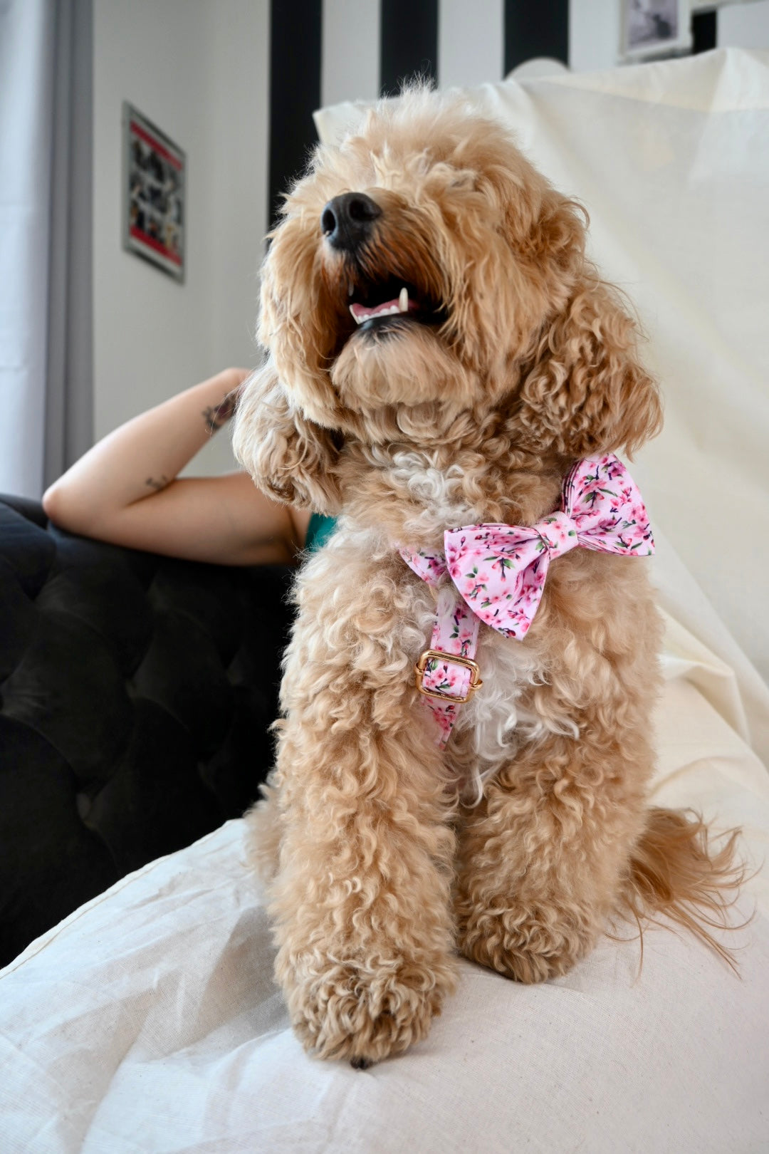 Maltipoo: caratteristiche, pro e contro