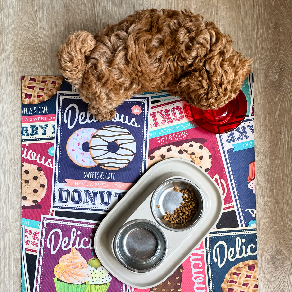 Barboncino o Maltipoo inappetente: cosa fare se non mangia