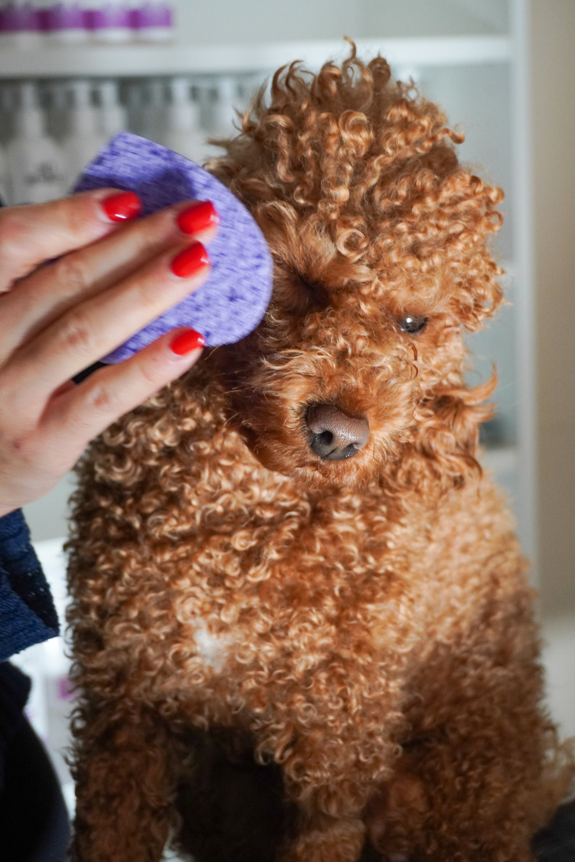Lozione Basta Lacrime Pet Republic per la pulizia quotidiana degli occhi del cane