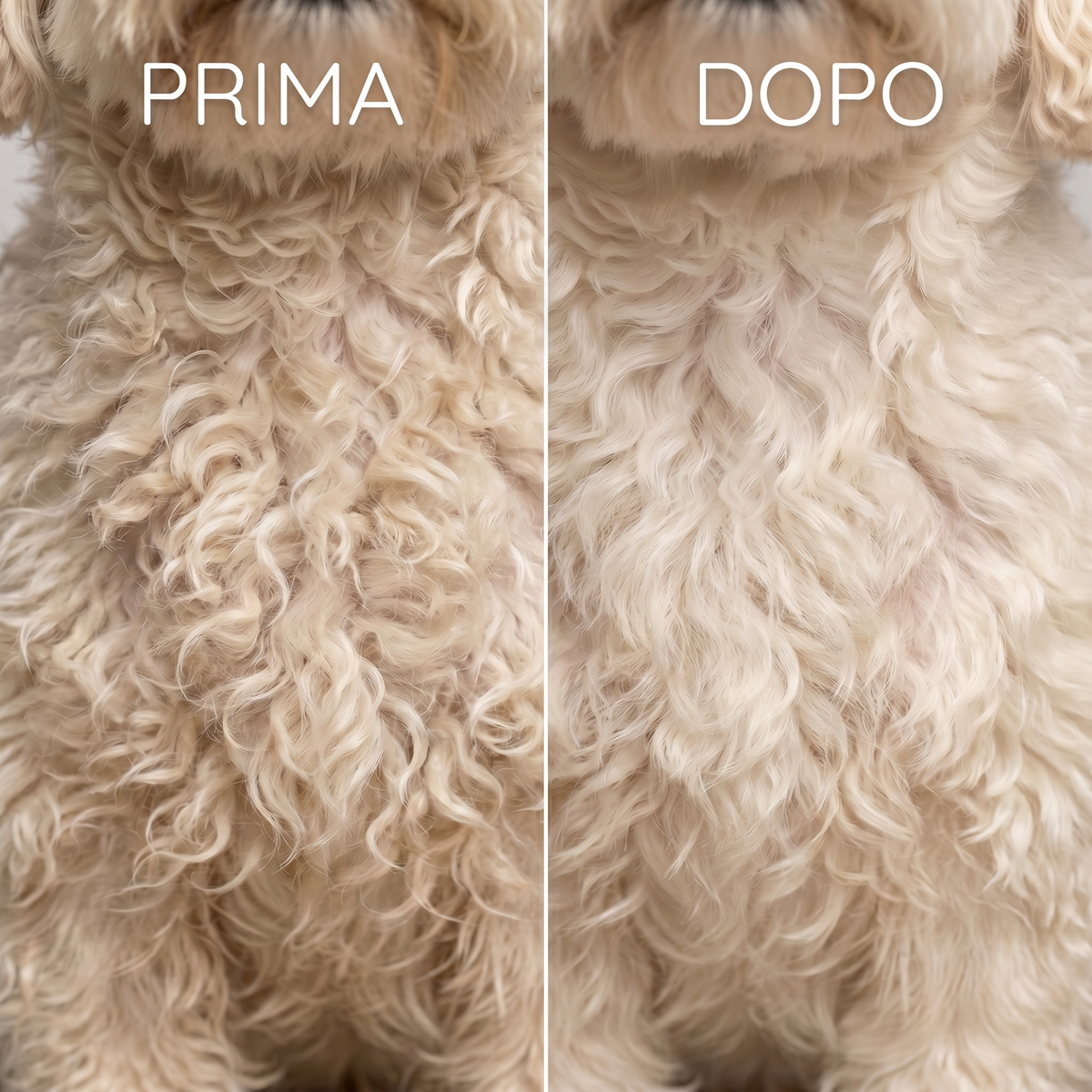 Routine districante Pet Republic per Maltipoo con Ciaone Nodi, Olio 5 in 1 e balsamo