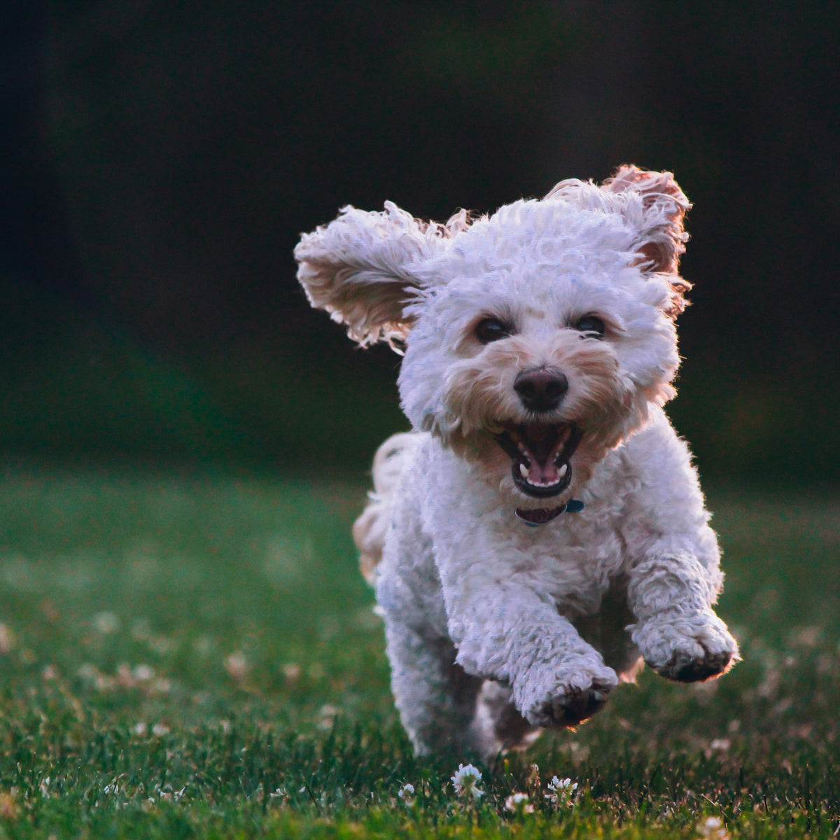 Metodo Inside Out Pet Republic per il benessere di alimentazione, cute e pelo del cane