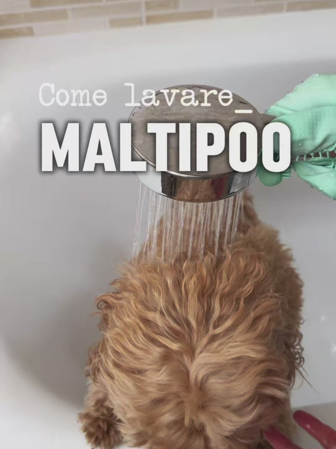 Carica video: 
