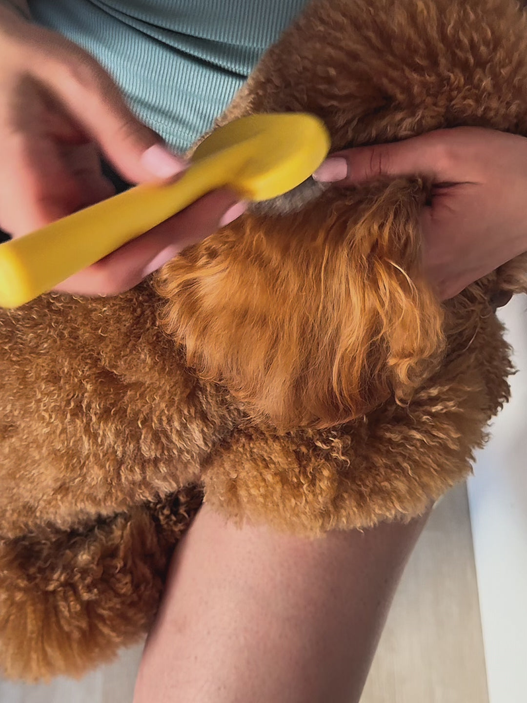 Carica video: Cardatore Piccolo Professionale per Barboncino e Maltipoo